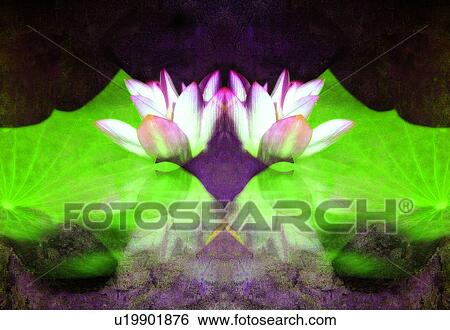 Stock Photograph - Purple, Black Background, Close-Up, Fragility, Flower, Growth. Fotosearch