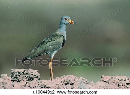 Stock Image - bird, animal, earth, daytime, outdoor, wild, nature. Fotosearch