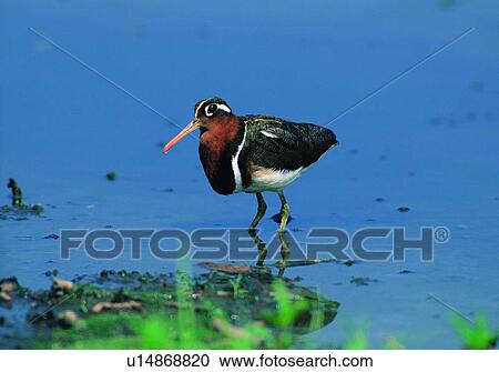 bird, daytime, nature, grass, outdoor, riverside View Large Photo Image Stock Image - bird, daytime, nature, grass, outdoor, riverside. Fotosearch