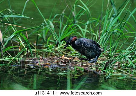 bird, grass, outdoor, animal, daytime, eggs View Large Photo Image Stock Image - bird, grass, outdoor, animal, daytime, eggs. Fotosearch