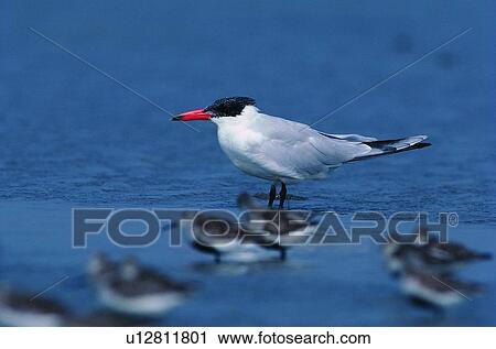 Stock Image - bird, outdoor, daytime, riverside, river, animal. Fotosearch