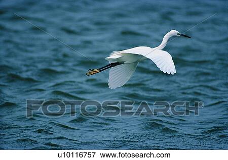 bird, outdoor, daytime, wild, fly, sea, animal View Large Photo Image Stock Photo - bird, outdoor, daytime, wild, fly, sea, animal. Fotosearch