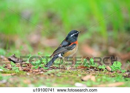 Stock Image - bird, outdoor, grass, nature, wild, daytime. Fotosearch