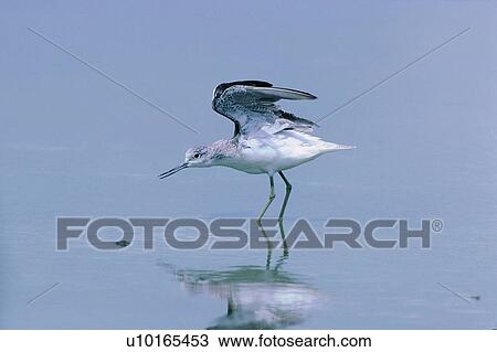 Stock Image - daytime, animal, river, nature, bird, wild, reflection. Fotosearch