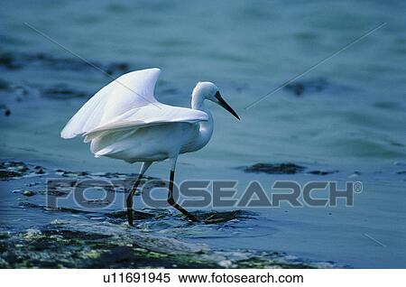 Stock Photography - daytime, animal, wild, bird, outdoor, river. Fotosearch