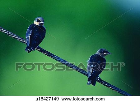 Stock Photo - daytime, bird, outdoor, wild, animal, nature. Fotosearch