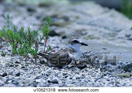 Stock Photo - daytime, grass, wild, bird, outdoor, nature, animal. Fotosearch