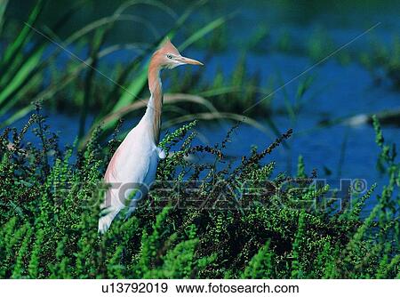 daytime, nature, riverside, bird, wild, outdoor, animal View Large Photo Image Stock Photo - daytime, nature, riverside, bird, wild, outdoor, animal. Fotosearch