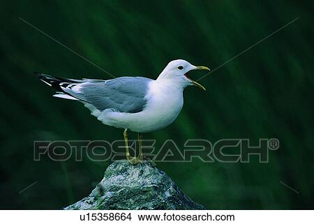 Picture - daytime, outdoor, bird, nature, rock, animal. Fotosearch