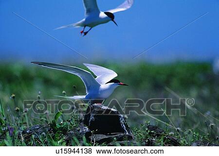Stock Photo - daytime, outdoor, bird, sky, nature, animal. Fotosearch