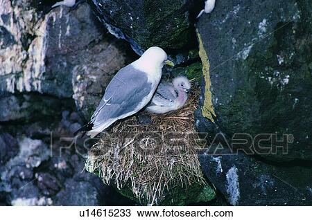 Stock Image - daytime, outdoor, nature, wild, bird, nest, animal. Fotosearch