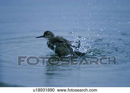 Stock Image - daytime, reflection, nature, outdoor, wild, water. Fotosearch