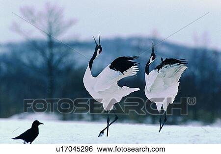 daytime, snow, bird, nature, winter, tree, sky View Large Photo Image Stock Photograph - daytime, snow, bird, nature, winter, tree, sky. Fotosearch