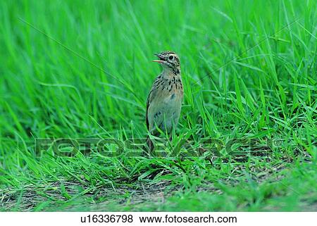daytime, wild, animal, bird, grass, outdoor, ground View Large Photo Image Stock Photo - daytime, wild, animal, bird, grass, outdoor, ground. Fotosearch