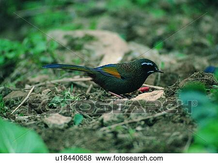 Stock Photo - daytime, wild, animal, earth, bird, stone. Fotosearch