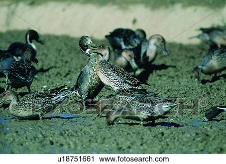 Stock Image - daytime, wild, animal, nature, outdoor, bird. Fotosearch