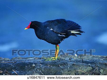 Stock Image - daytime, wild, nature, bird, outdoor, animal. Fotosearch