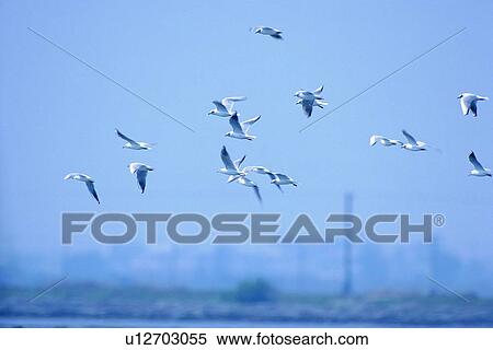Stock Photography - daytime, wild, river, nature, animal, outdoor. Fotosearch