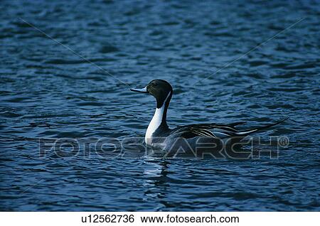 duck, daytime, bird, outdoor, wild, nature View Large Photo Image Stock Photograph - duck, daytime, bird, outdoor, wild, nature. Fotosearch