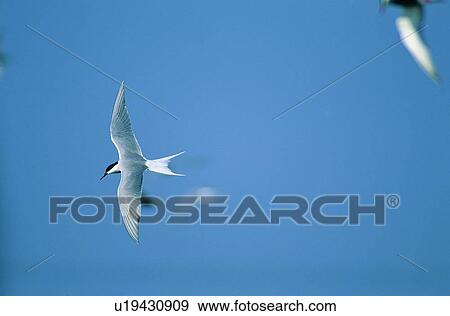 Stock Photo - fly, animal, wild, outdoor, nature, sea, bird. Fotosearch