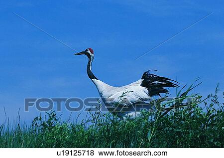 grass, nature, animal, outdoor, bird, wild, daytime View Large Photo Image Stock Photo - grass, nature, animal, outdoor, bird, wild, daytime. Fotosearch