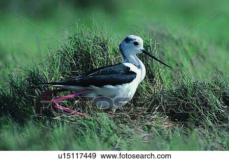 Stock Photo - nature, bird, grass, daytime, wild, animal. Fotosearch