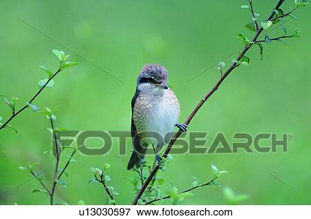 nature, bird, leaf, wild, tree, animal View Large Photo Image Stock Photo - nature, bird, leaf, wild, tree, animal. Fotosearch