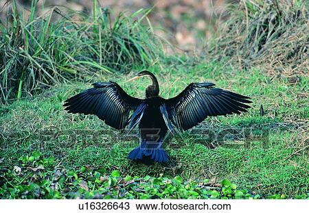 Stock Image - nature, daytime, animal, bird, outdoor, grass. Fotosearch
