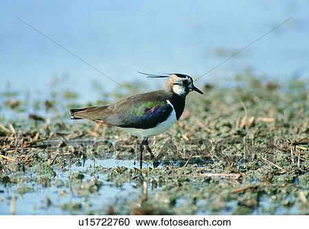 Stock Image - nature, daytime, mud, bird, wild, animal. Fotosearch