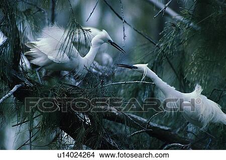 nature, forest, animal, daytime, leaf, wild View Large Photo Image Picture - nature, forest, animal, daytime, leaf, wild. Fotosearch