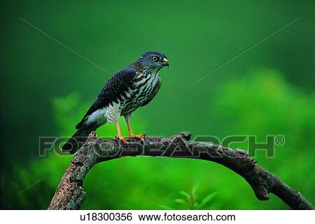 nature, leaf, daytime, bird, outdoor, animal View Large Photo Image Stock Photograph - nature, leaf, daytime, bird, outdoor, animal. Fotosearch