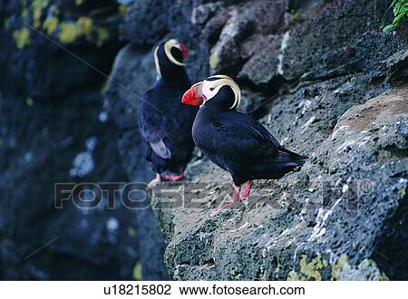 nature, outdoor, bird, animal, wild, rock View Large Photo Image Stock Image - nature, outdoor, bird, animal, wild, rock. Fotosearch