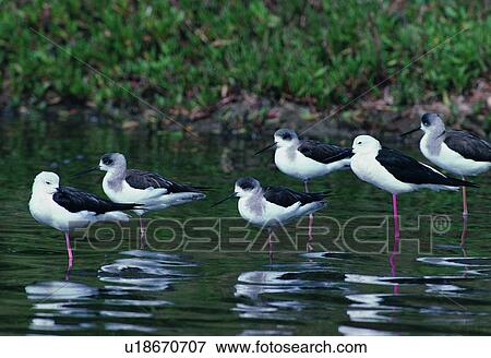Stock Photo - nature, river, riverside, outdoor, grass, daytime, animal. Fotosearch