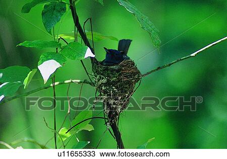 nest, wild, nature, daytime, outdoor, animal, tree View Large Photo Image Stock Image - nest, wild, nature, daytime, outdoor, animal, tree. Fotosearch