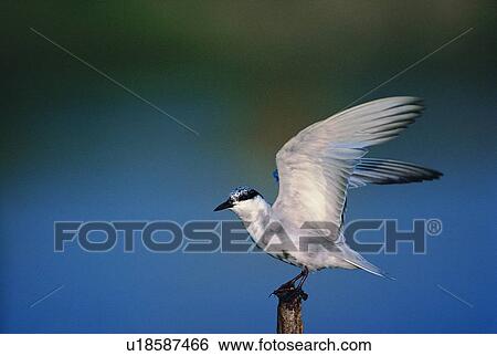 outdoor, animal, daytime, river, wild, wood stick View Large Photo Image Stock Photograph - outdoor, animal, daytime, river, wild, wood stick. Fotosearch