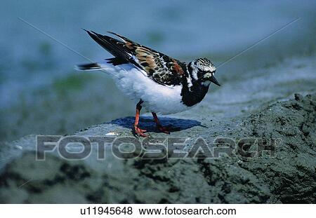Stock Photo - outdoor, animal, nature, daytime, sun light, shadow. Fotosearch