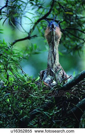 outdoor, animal, wild, daytime, leaf, bird cage View Large Photo Image Stock Photography - outdoor, animal, wild, daytime, leaf, bird cage. Fotosearch