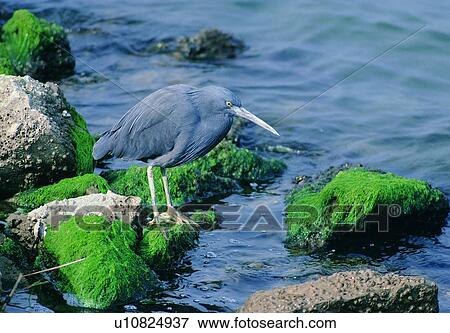 Stock Photo - outdoor, bird, moss, river, animal, rock, wild. Fotosearch