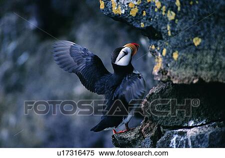 outdoor, daytime, nature, rock, spot, wild, animal View Large Photo Image Stock Photography - outdoor, daytime, nature, rock, spot, wild, animal. Fotosearch
