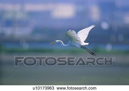 outdoor, wild, wings, fly, daytime, nature View Large Photo Image Stock Image - outdoor, wild, wings, fly, daytime, nature. Fotosearch