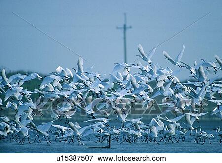 Stock Photo - river, bird, daytime, nature, mountain, animal. Fotosearch