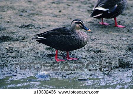 Stock Photograph - river, bird, outdoor, riverside, wild, daytime. Fotosearch