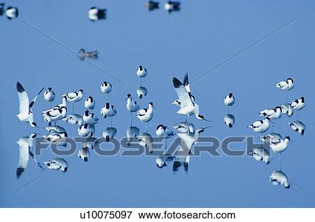 river, reflection, daytime, animal, nature, bird View Large Photo Image Stock Photo - river, reflection, daytime, animal, nature, bird. Fotosearch