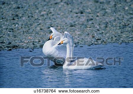 riverside, swan, outdoor, nature, bird, river View Large Photo Image Picture - riverside, swan, outdoor, nature, bird, river. Fotosearch