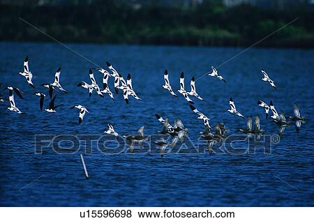 Stock Photo - sea, wild, bird, nature, animal, fly. Fotosearch