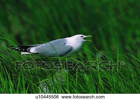 Stock Photograph - stone, wild, bird, daytime, nature, animal. Fotosearch