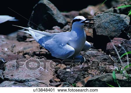 sun light, bird, stone, shadow, grass, animal, nature View Large Photo Image Stock Image - sun light, bird, stone, shadow, grass, animal, nature. Fotosearch