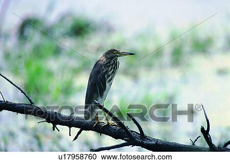 Stock Image - tree, wild, outdoor, bird, animal, nature. Fotosearch
