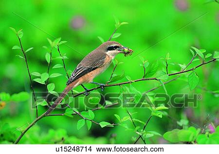 wild, animal, daytime, outdoor, nature, bird View Large Photo Image Picture - wild, animal, daytime, outdoor, nature, bird. Fotosearch
