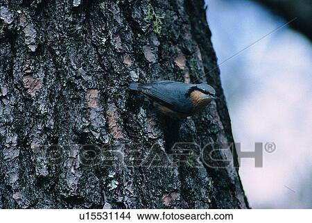 Picture - wild, animal, daytime, outdoor, nature, bird. Fotosearch